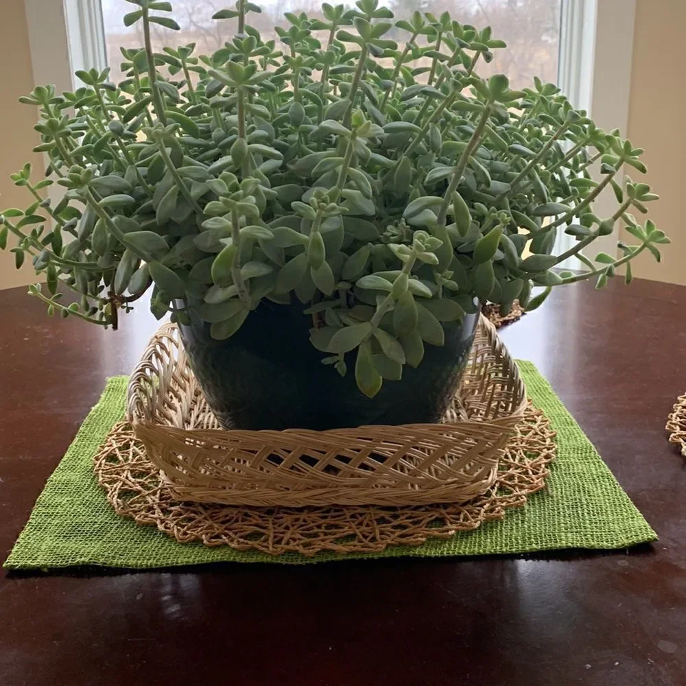Vintage Basket Square Plate Wall Decor Natural boho woven Rattan‎